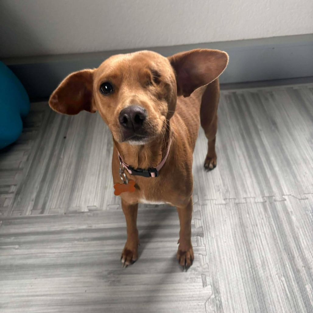 Enlarge Tiffany, a Adoptable Mixed Breed in Bend, OR image 1/6