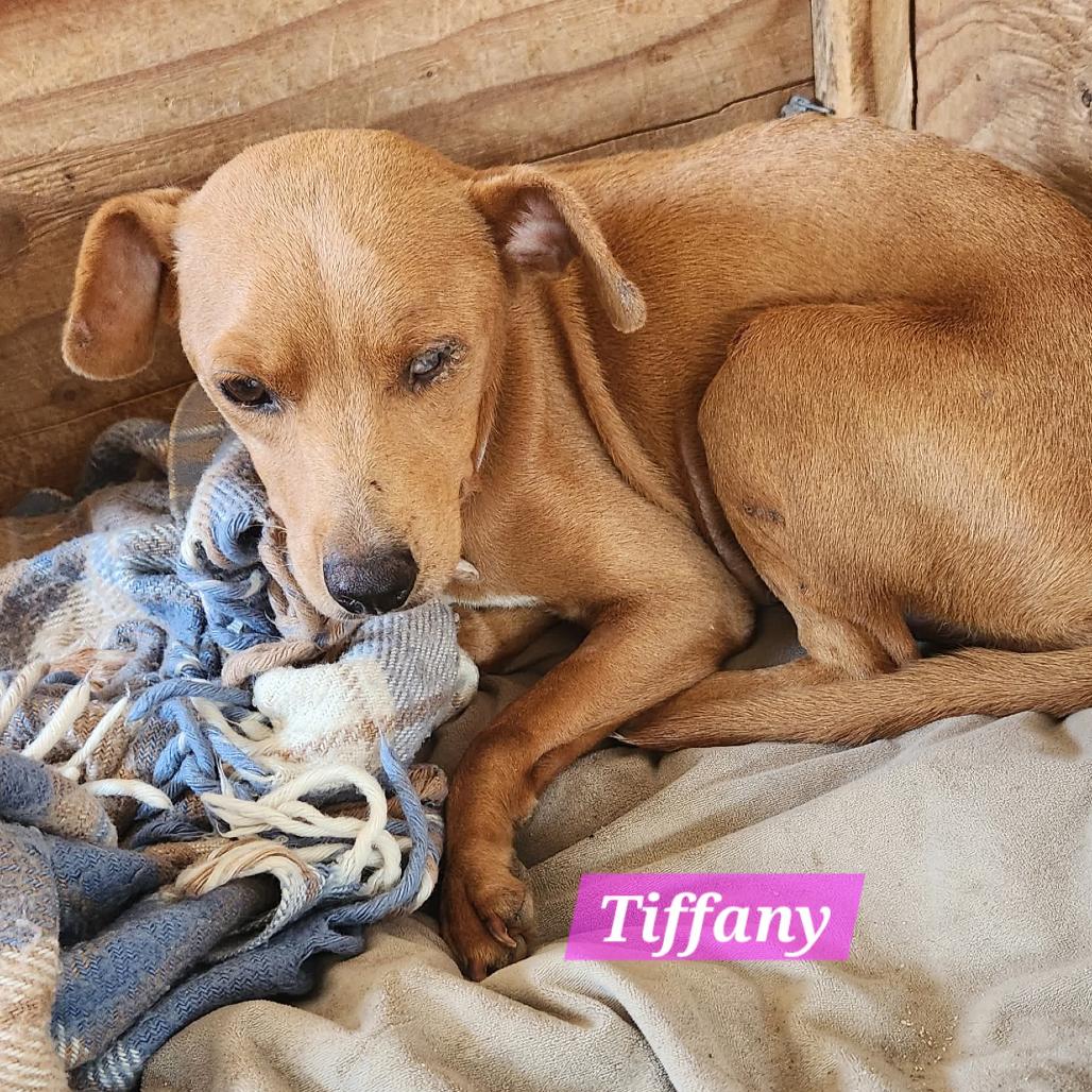 Enlarge Tiffany, a Adoptable Mixed Breed in Bend, OR image 2/6