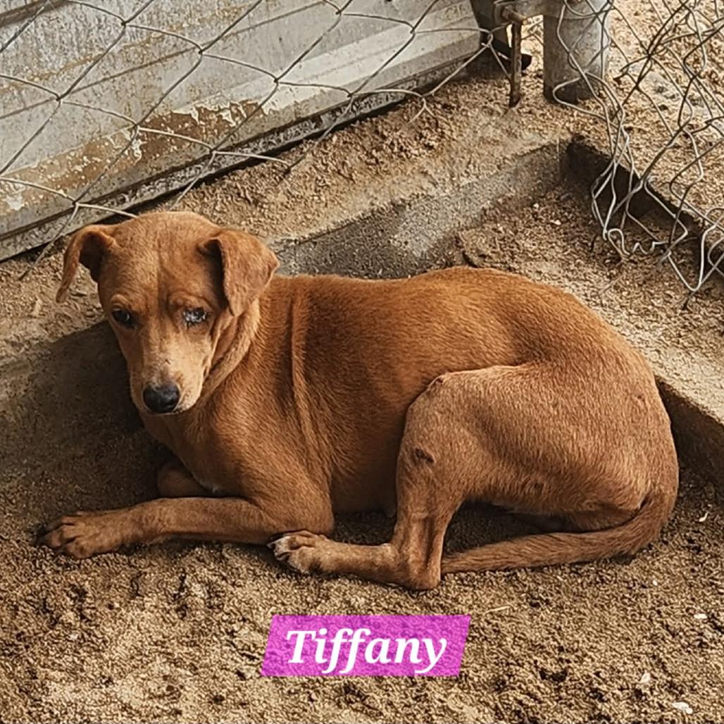 Enlarge Tiffany, a Adoptable Mixed Breed in Bend, OR image 3/6