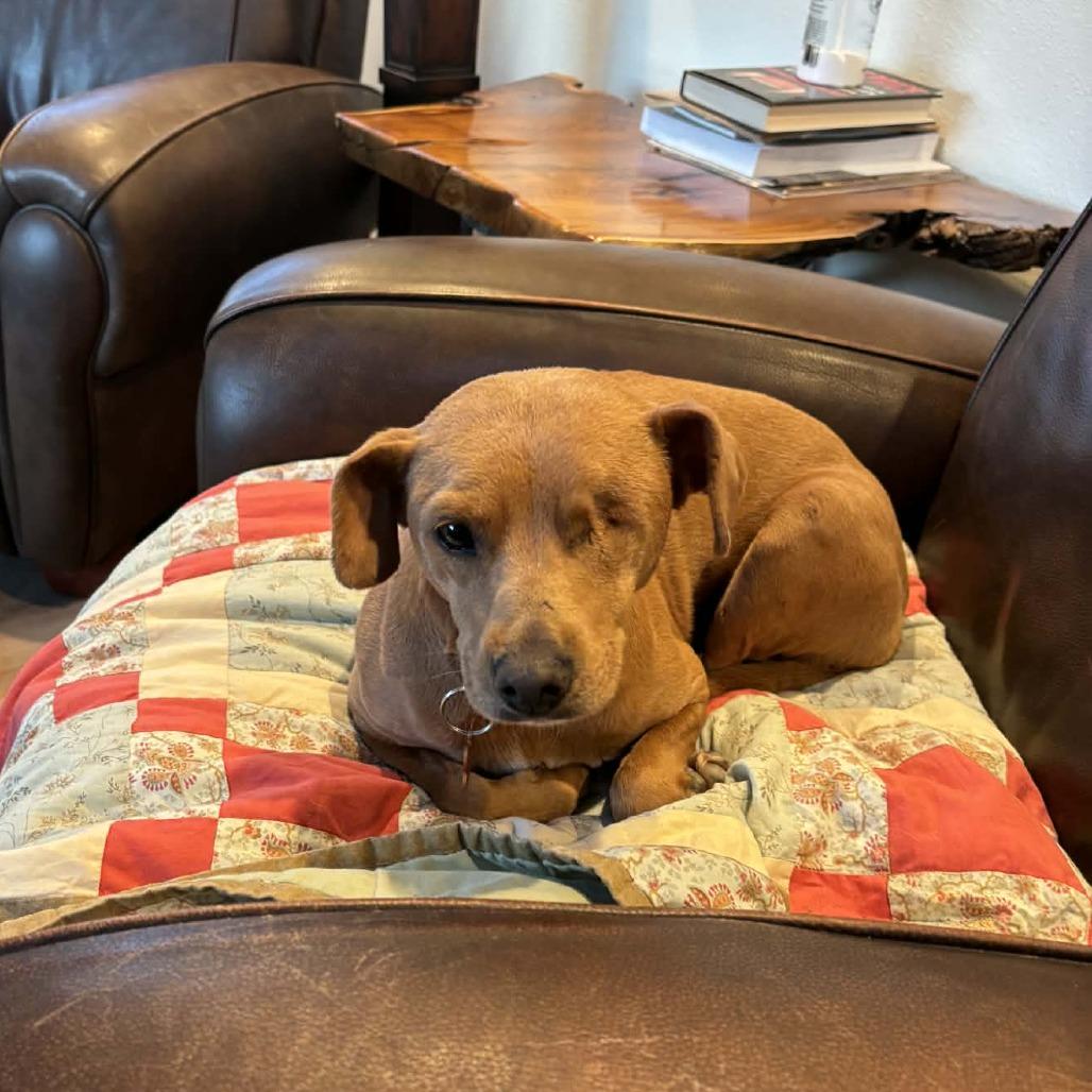 Enlarge Tiffany, a Adoptable Mixed Breed in Bend, OR image 4/6