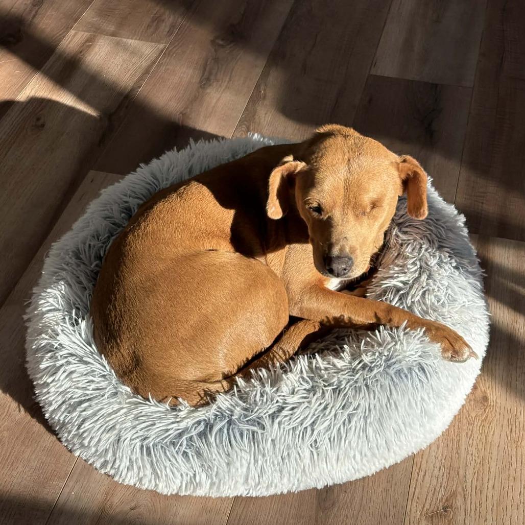 Enlarge Tiffany, a Adoptable Mixed Breed in Bend, OR image 5/6