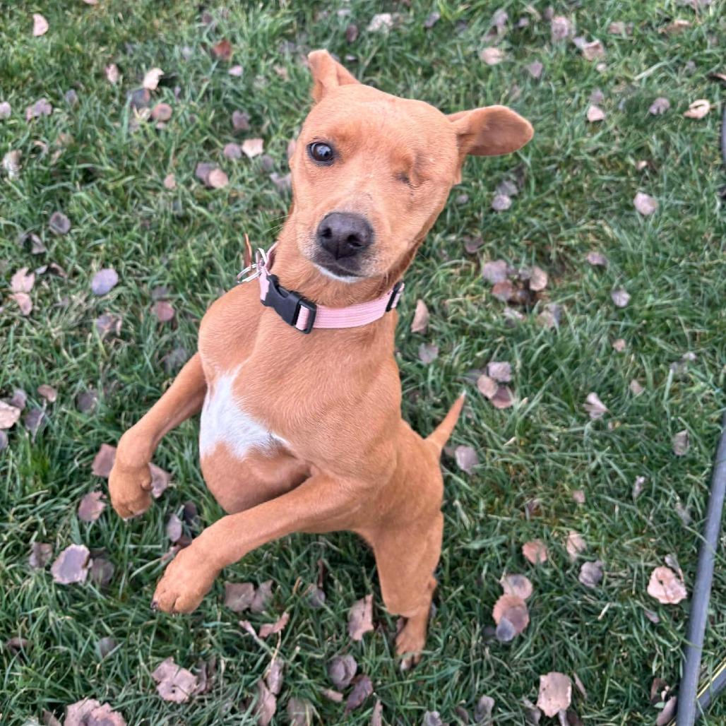 Enlarge Tiffany, a Adoptable Mixed Breed in Bend, OR image 6/6