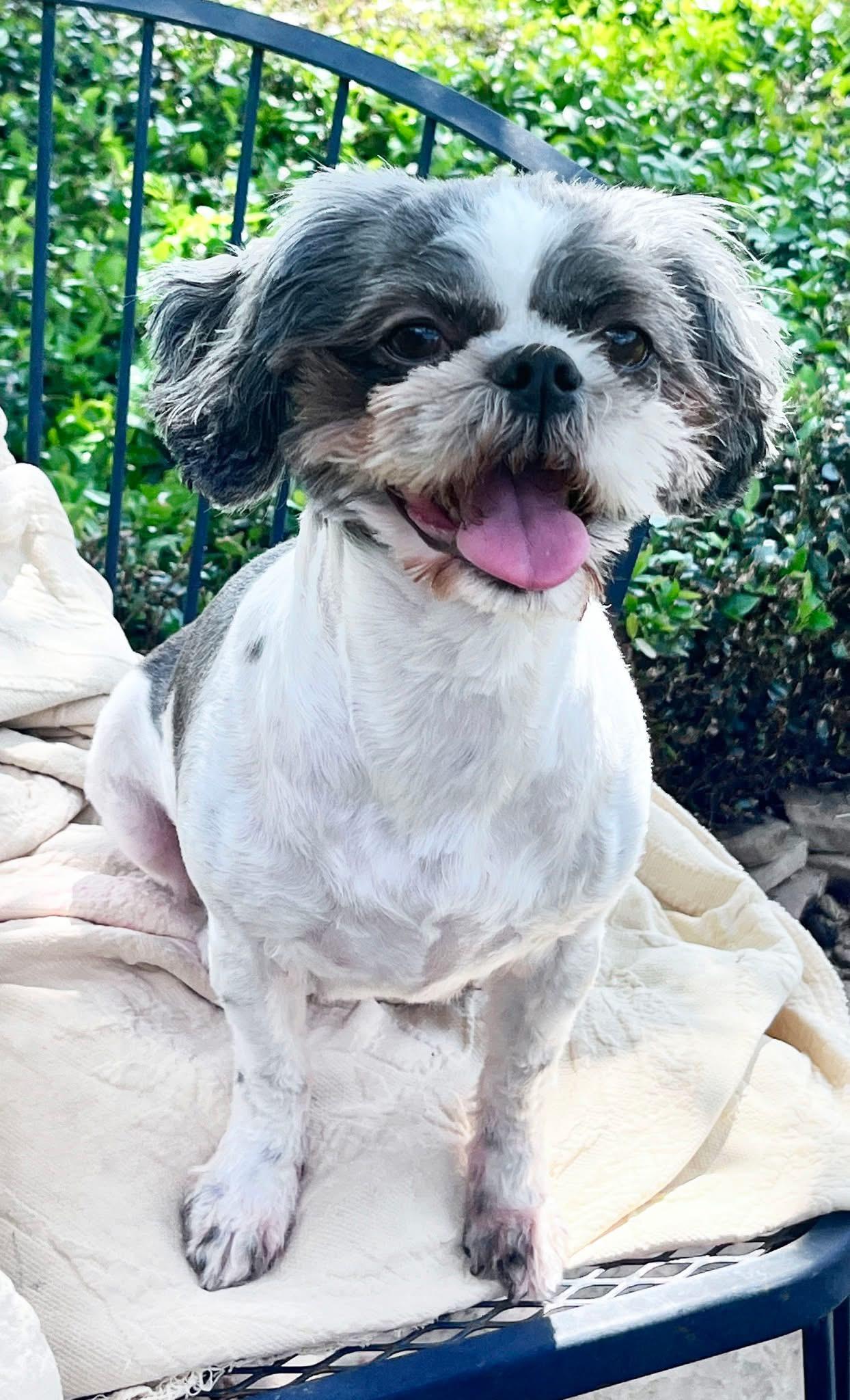 Lucy Turner, an adopted Shih Tzu in Houston, TX image 2/2