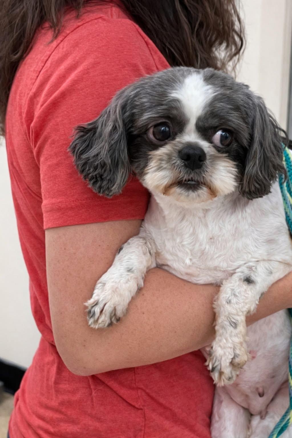 Lucy Turner, adopted, Adult Female Shih Tzu.