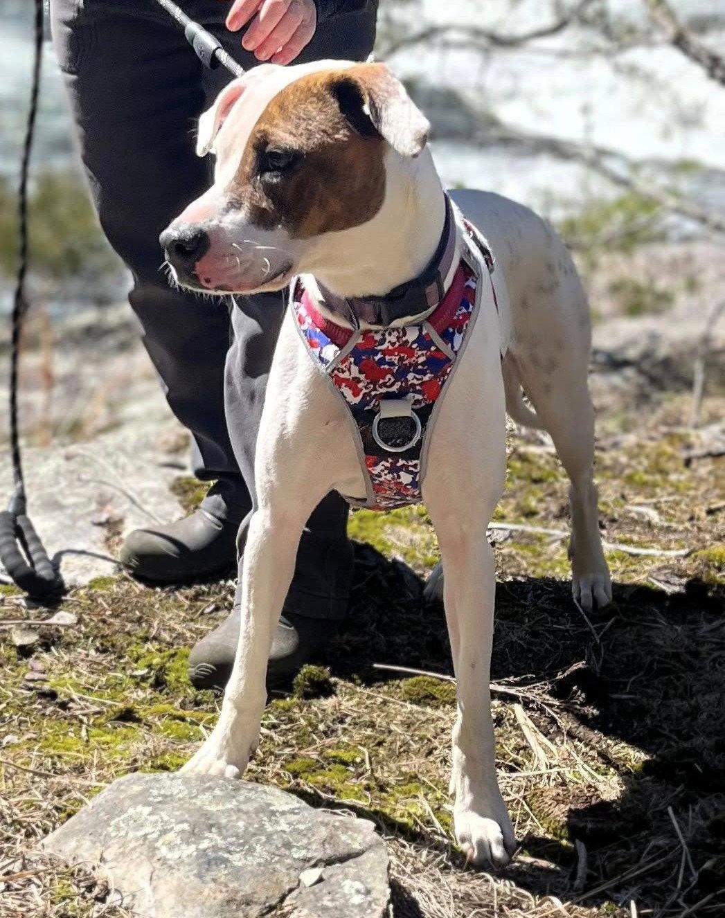 Enlarge Abby (1.5yo,50lbs), a Adopted mixed breed in Hinton, WV image 3/3