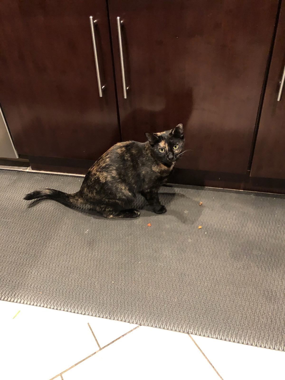 Enlarge Salem, a Adoptable Domestic Short Hair in Nutley, NJ image 2/2