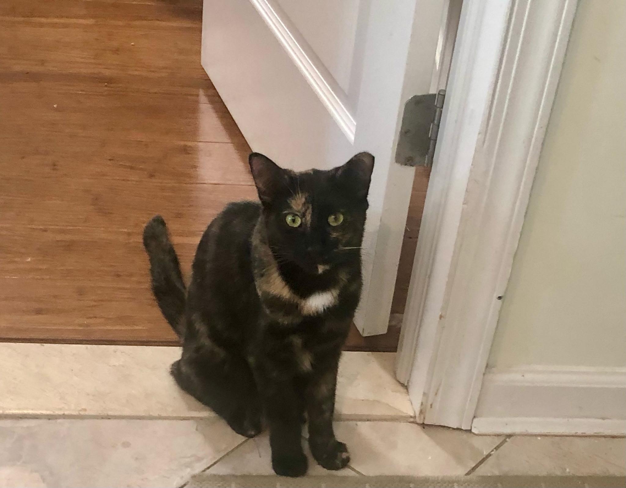 Enlarge Salem, a Adoptable Domestic Short Hair in Nutley, NJ image 1/2