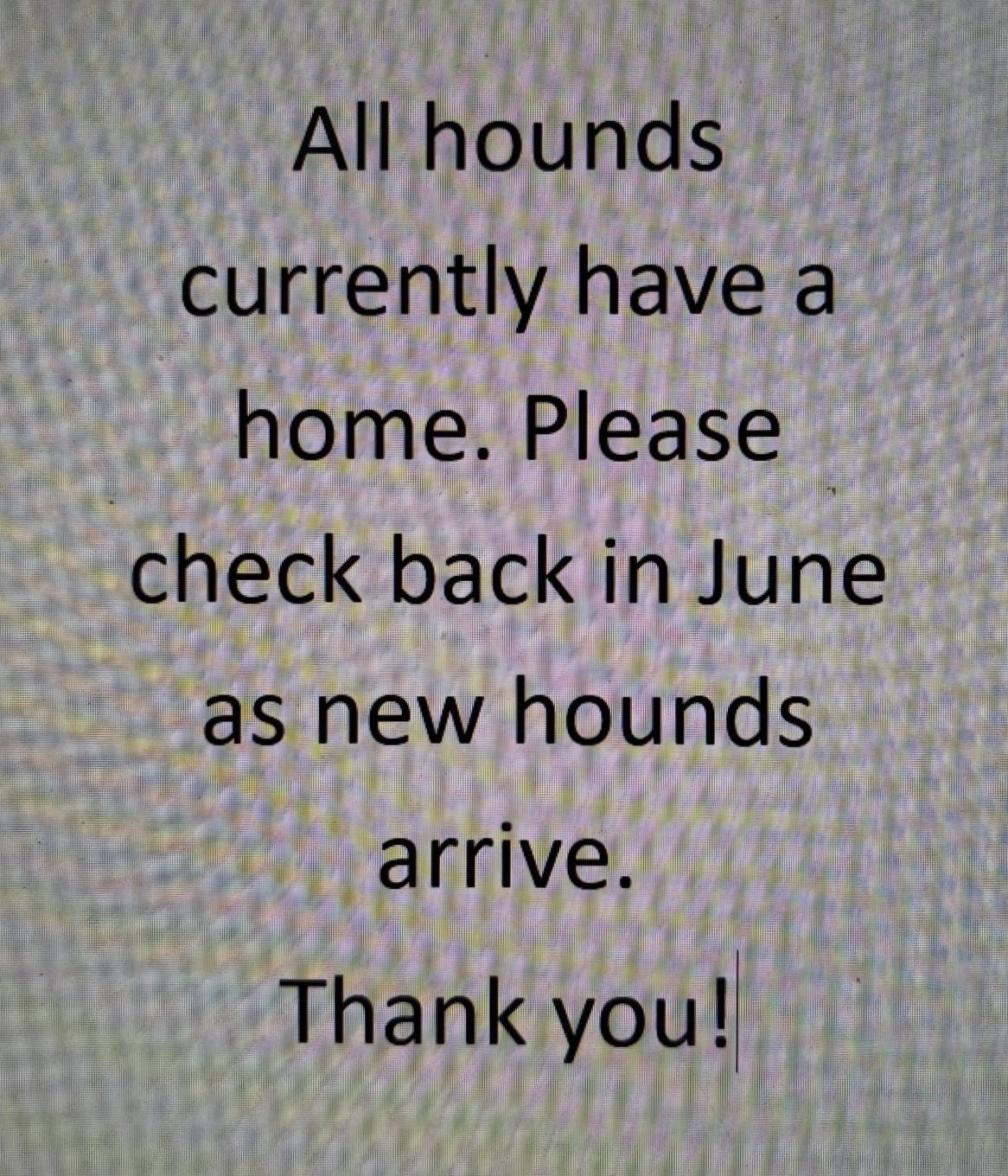 No Hounds, adoptable, Adult Male Greyhound.