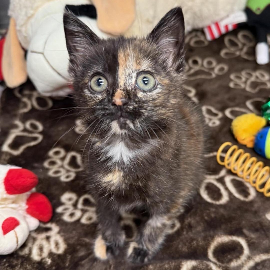 Enlarge Ember, an adopted Domestic Short Hair in Greensburg, PA image 1/1
