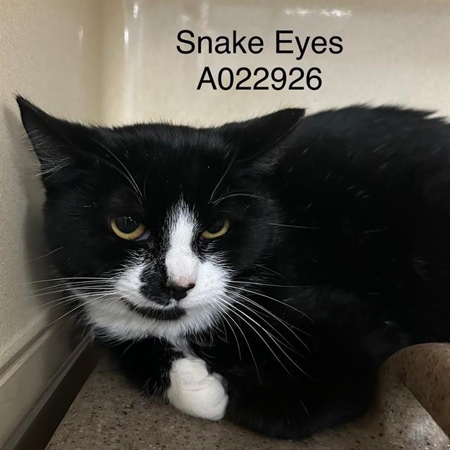 Enlarge SNAKE EYES, a Adoptable Domestic Short Hair in Lincolnton, NC image 1/1