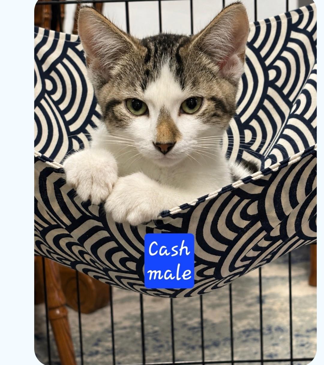 Enlarge Cash, a Adoptable Tabby in Karns City, PA image 2/3