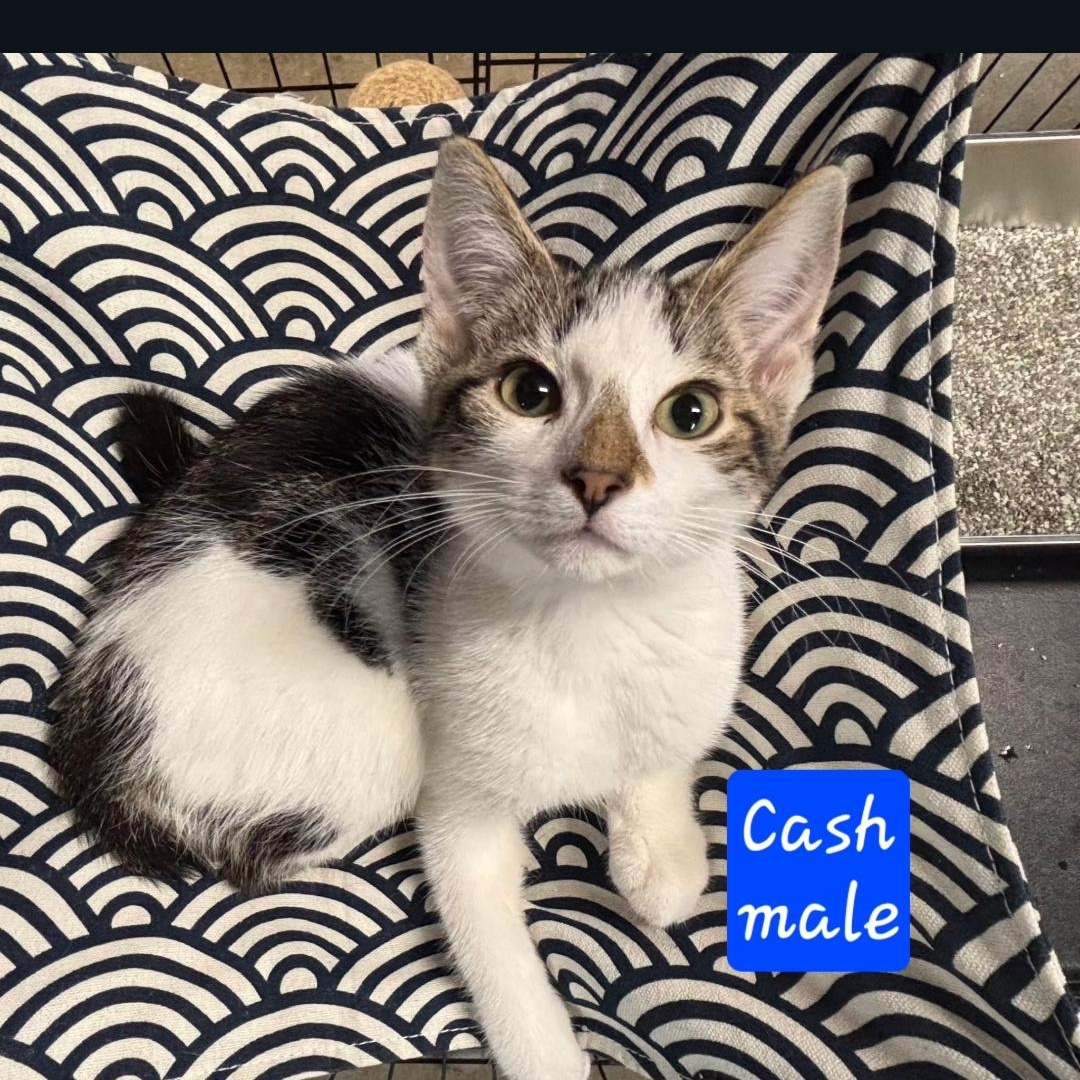 Cash, Adoptable, Young Male Tabby.