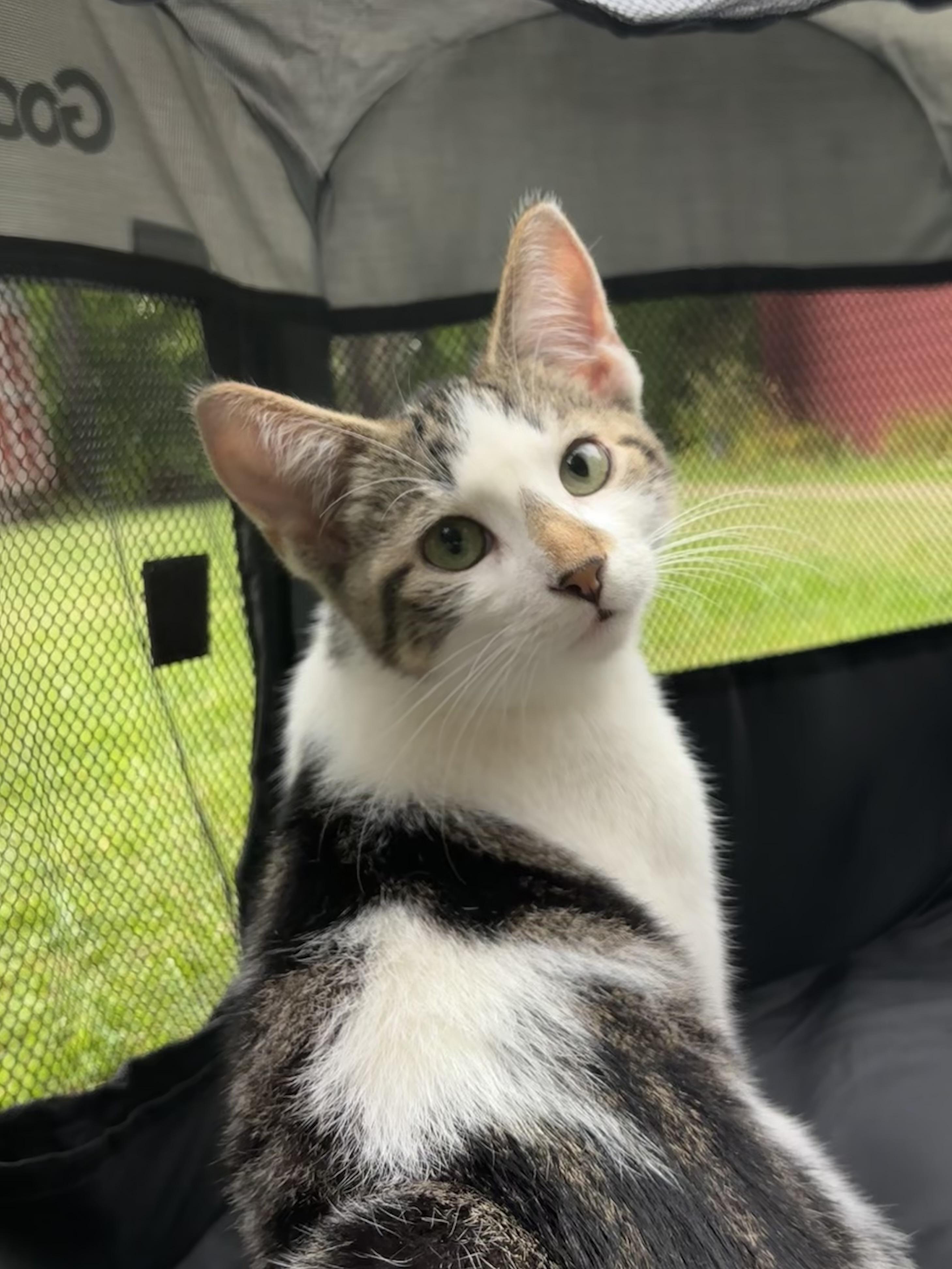 Enlarge Cash, a Adoptable Tabby in Karns City, PA image 3/3