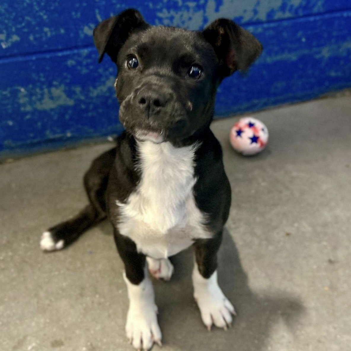 Gracie, ADOPTABLE, Puppy Female Labrador Retriever & Boxer.