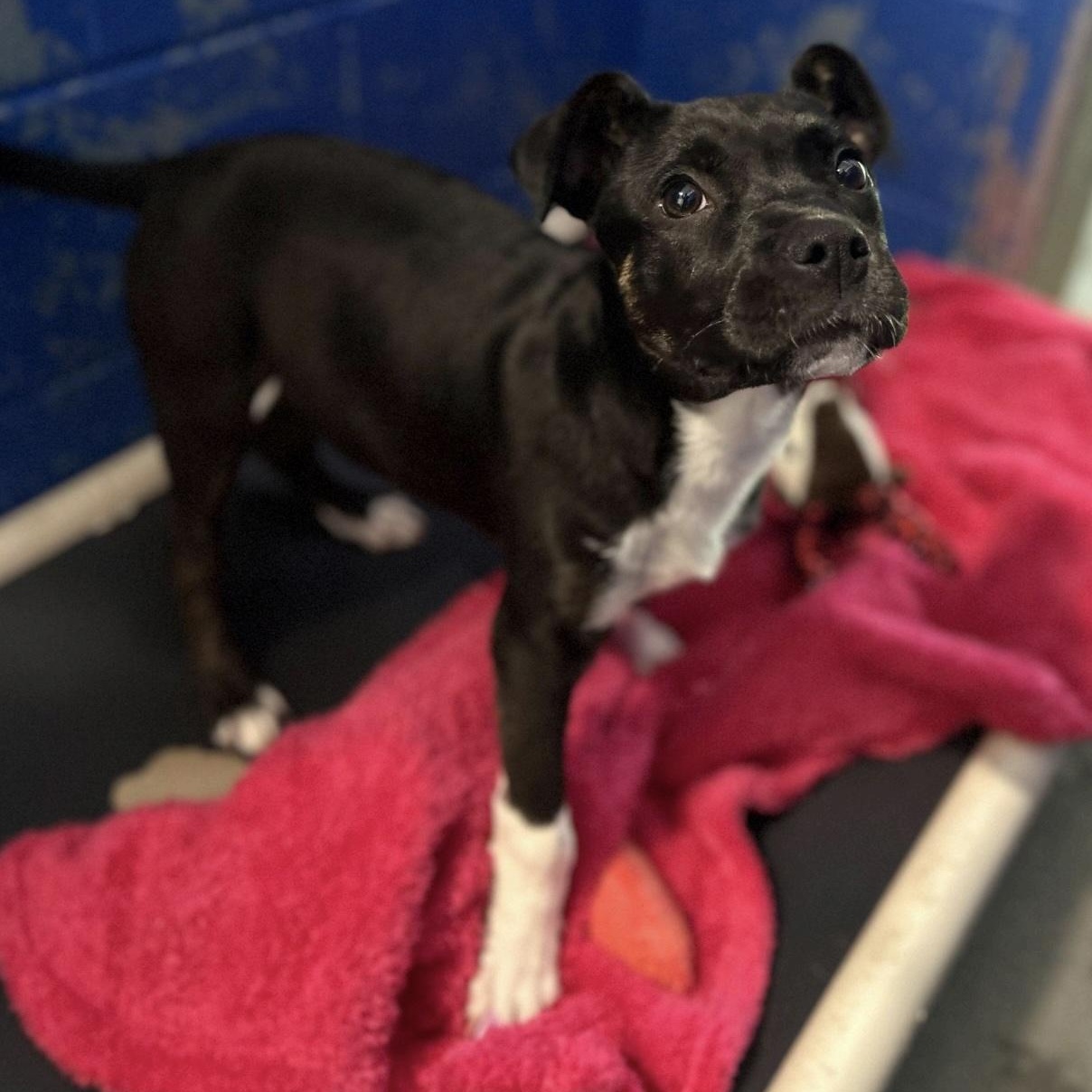 Gracie, a ADOPTABLE mixed breed in Cedarburg, WI image 4/4