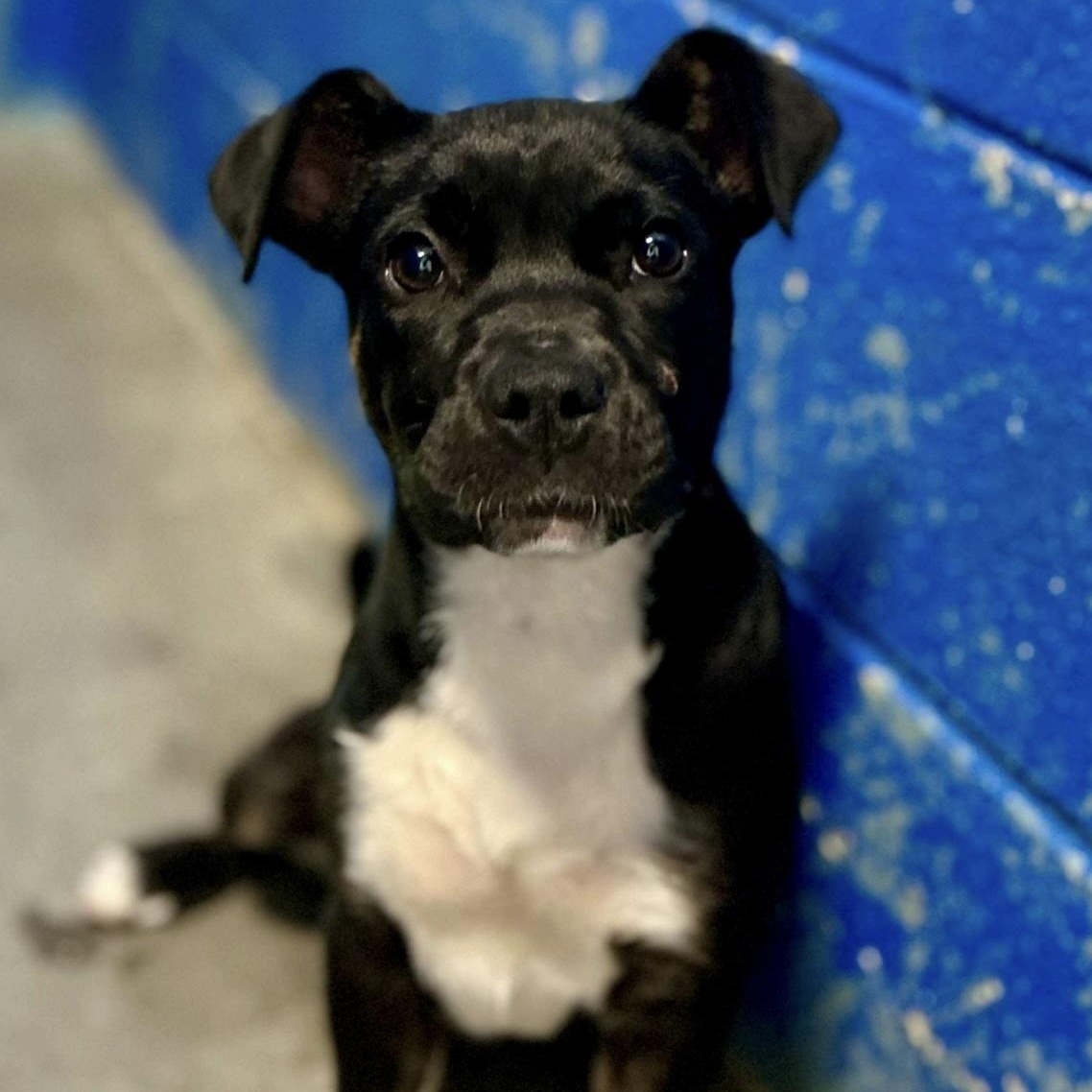 Gracie, a ADOPTABLE mixed breed in Cedarburg, WI image 3/4
