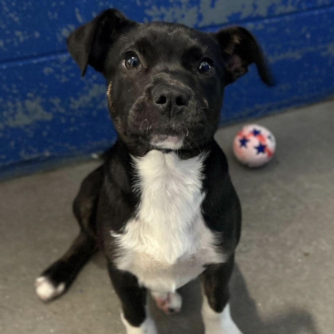 Gracie, a ADOPTABLE mixed breed in Cedarburg, WI image 2/4