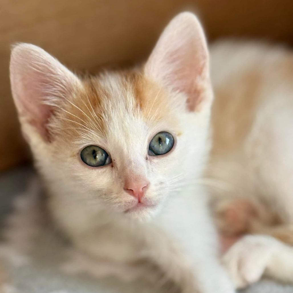 Simba, Adoptable, Kitten Male Domestic Short Hair.