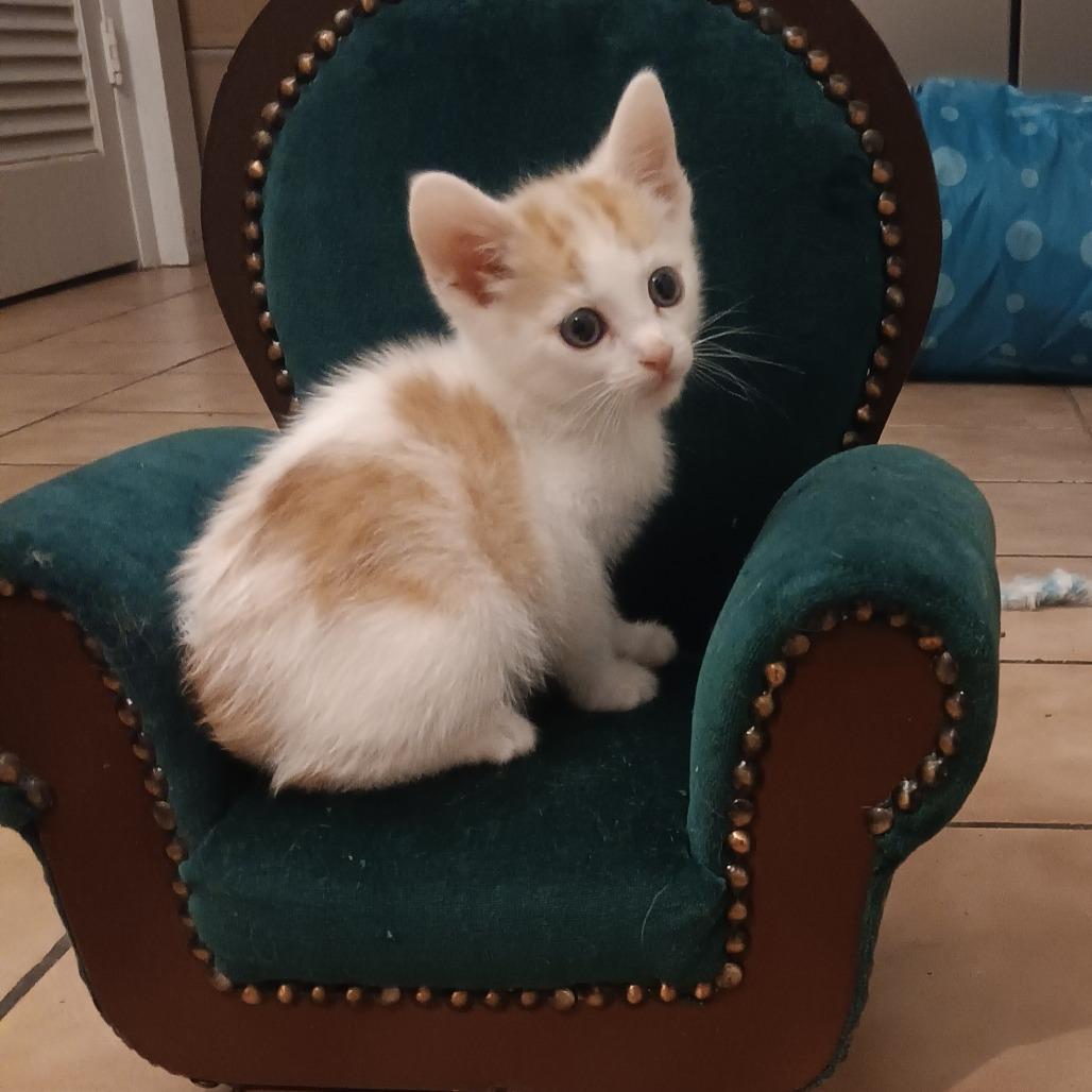 Enlarge Simba, a Adoptable Domestic Short Hair in Marion, IL image 3/3