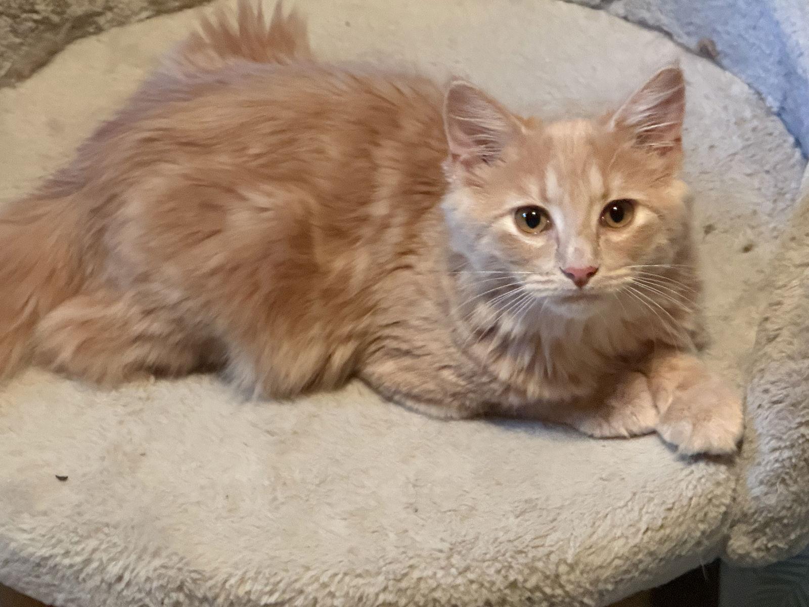 Oopsy Daisy, a Adoptable Tabby in Fenton, MO image 1/3