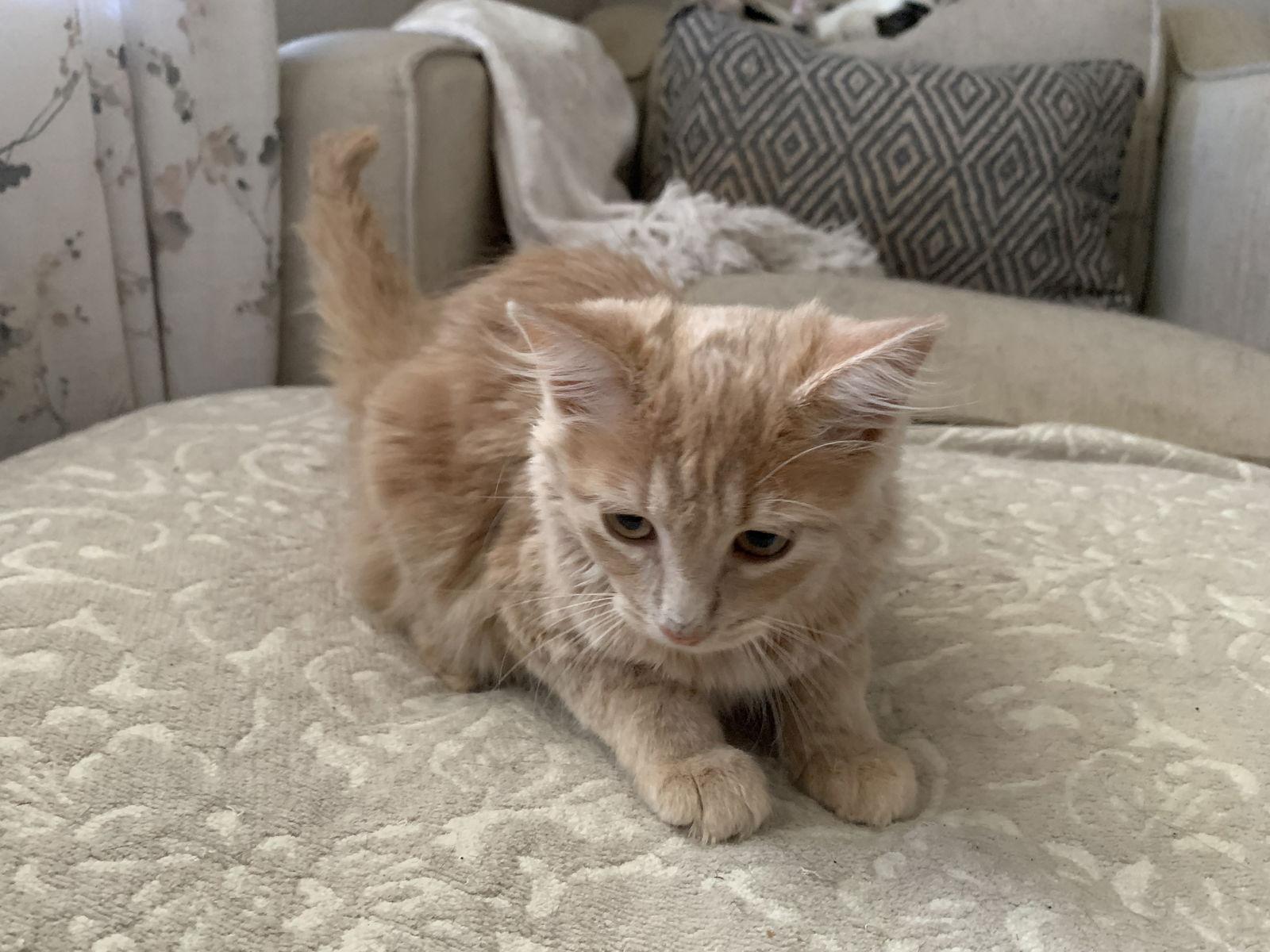 Oopsy Daisy, a Adoptable Tabby in Fenton, MO image 2/3