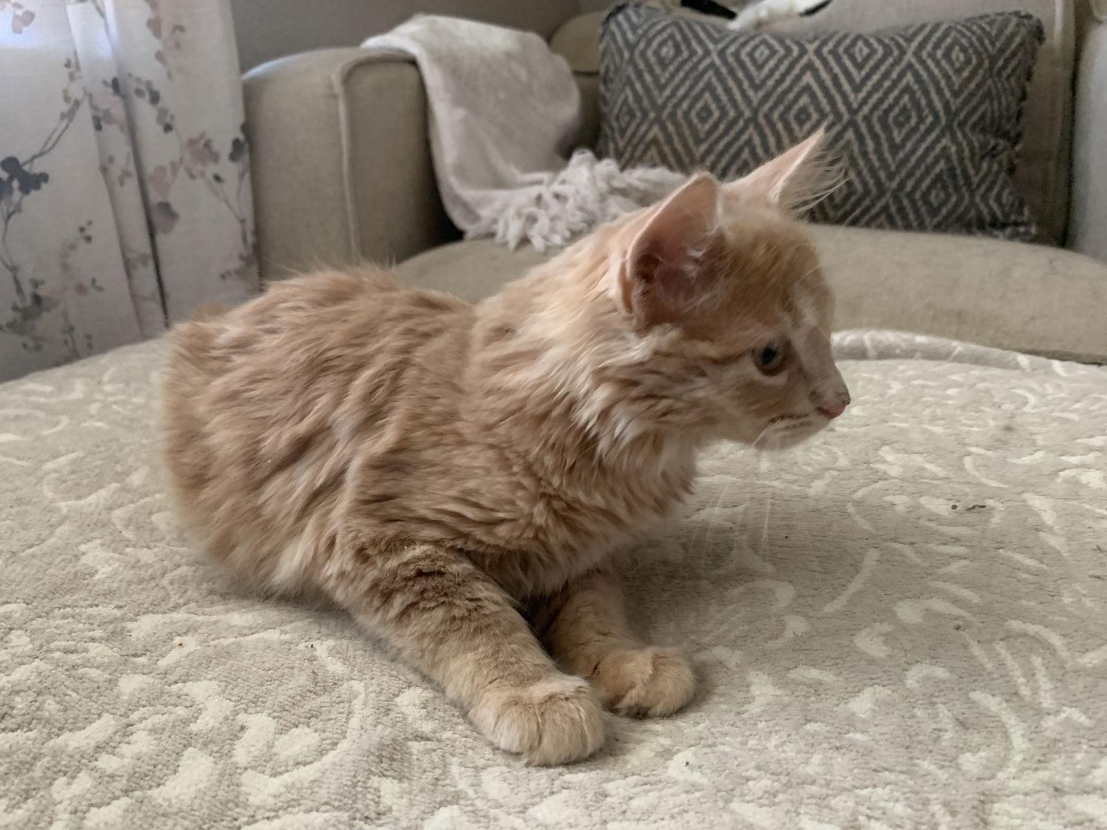 Oopsy Daisy, a Adoptable Tabby in Fenton, MO image 3/3