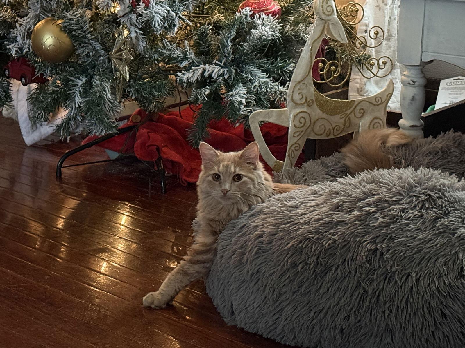 Enlarge Oopsy Daisy, a Adoptable Tabby in Fenton, MO image 3/3
