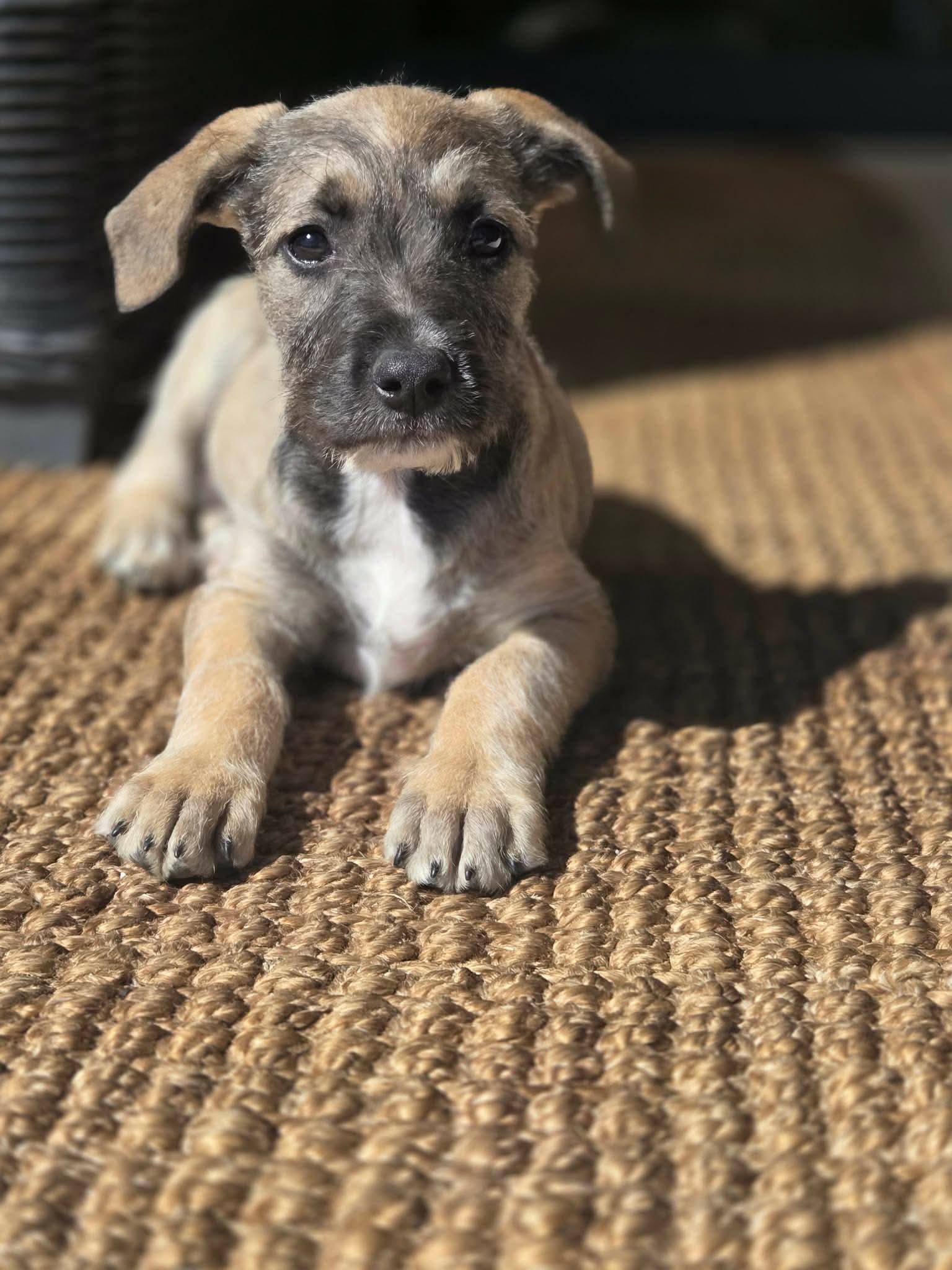 Enlarge Jessie, a ADOPTABLE mixed breed in Puyallup, WA image 6/6