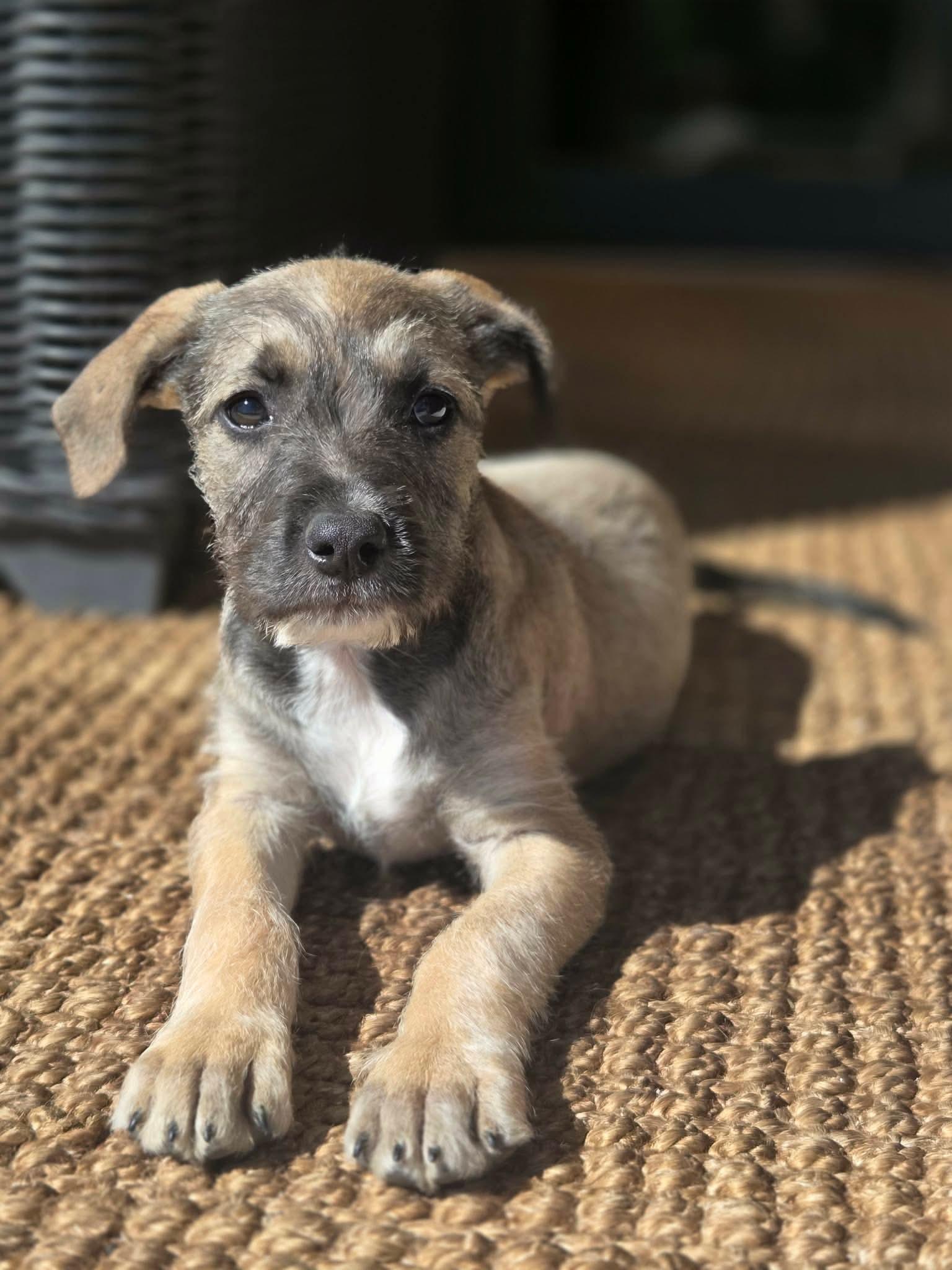 Jessie, ADOPTABLE, Puppy Female Terrier.
