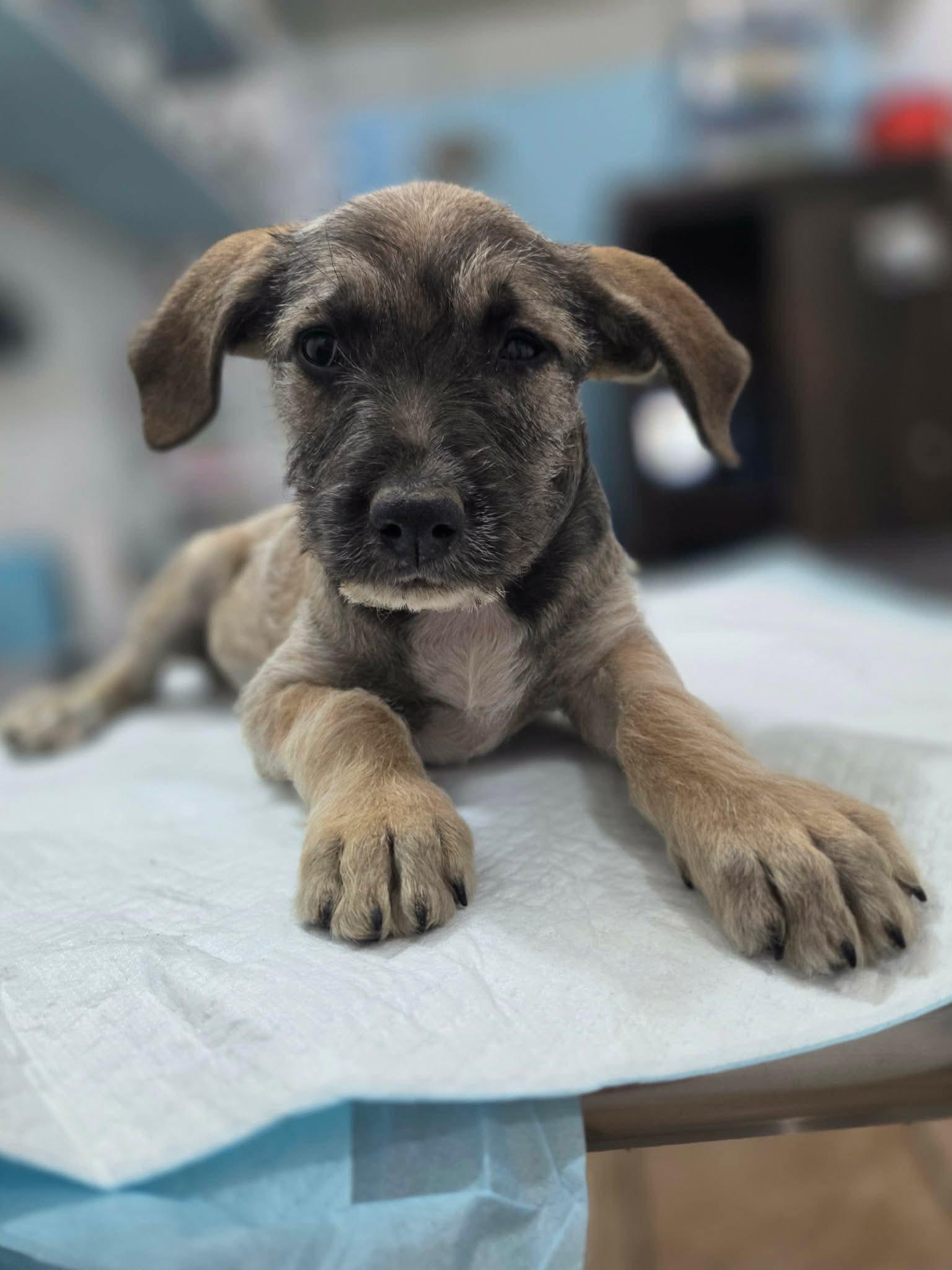 Enlarge Jessie, a ADOPTABLE mixed breed in Puyallup, WA image 5/6