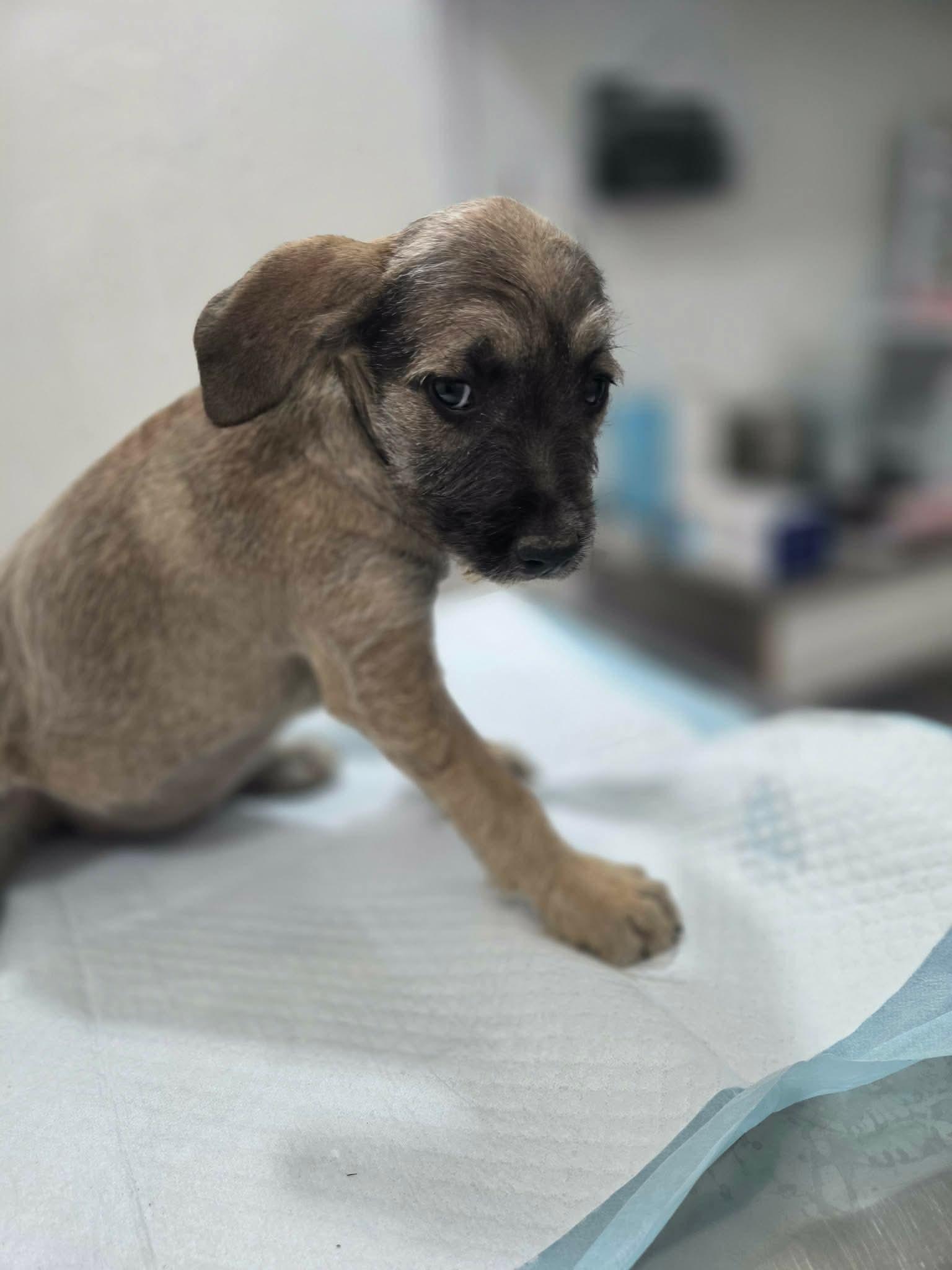 Enlarge Jessie, a ADOPTABLE mixed breed in Puyallup, WA image 4/6