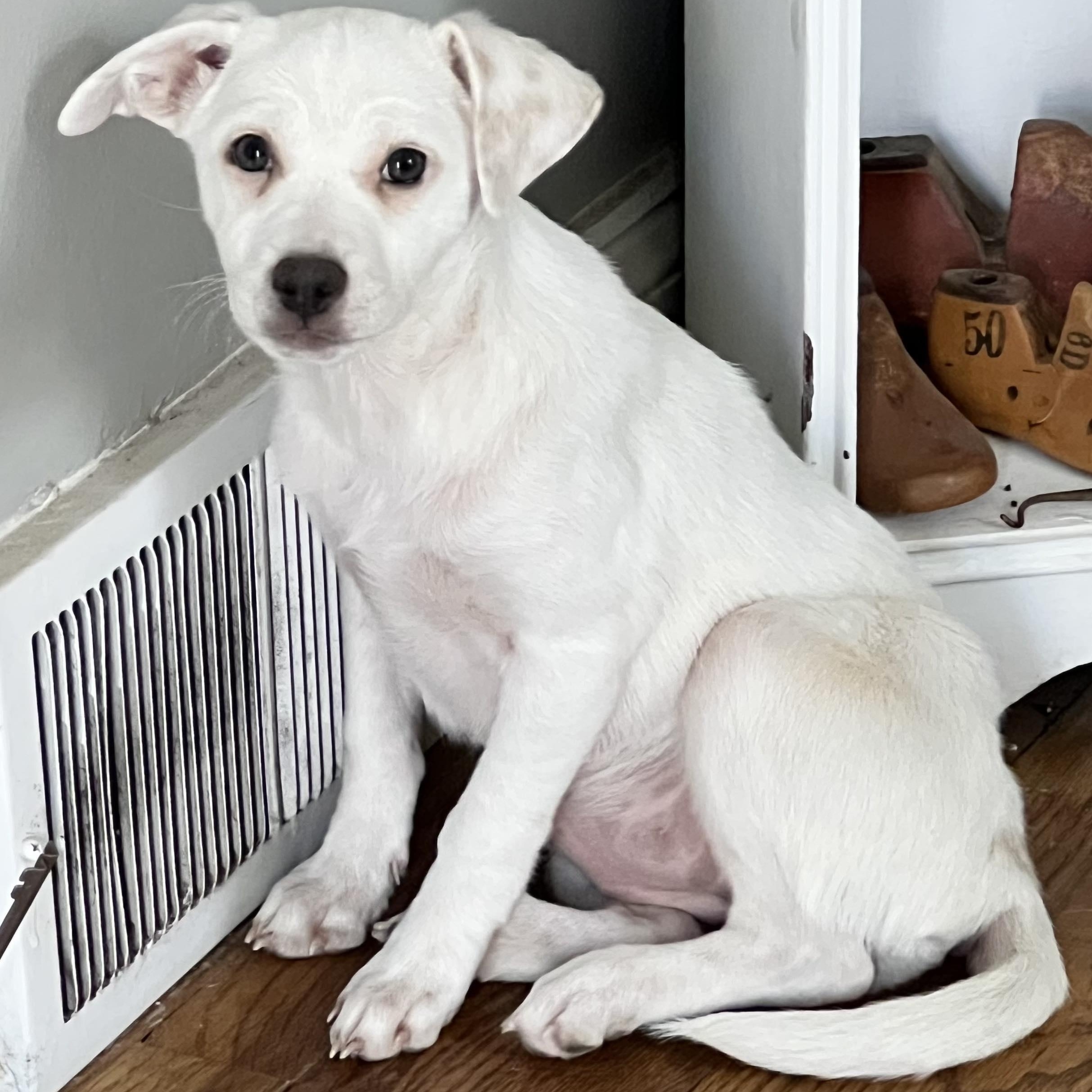 Enlarge Nube, a ADOPTABLE mixed breed in West Haven, CT image 1/2