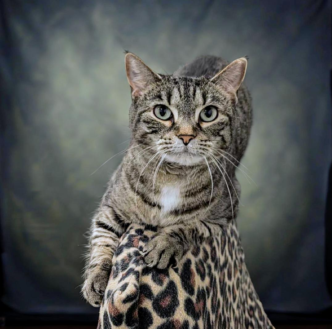 Shalimar, a Adoptable mixed breed in West Palm Beach, FL image 6/6