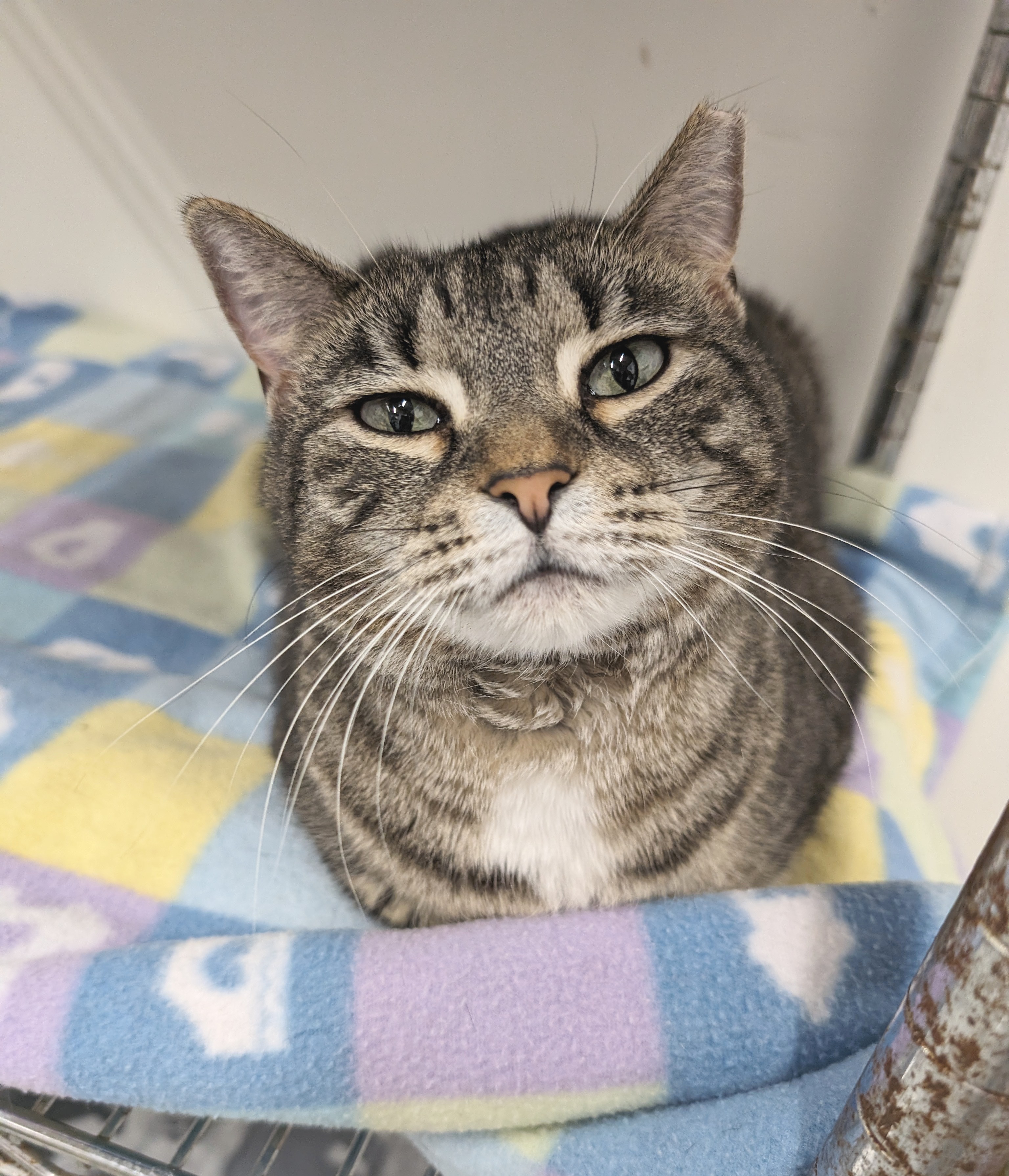 Shalimar, a Adoptable mixed breed in West Palm Beach, FL image 5/6