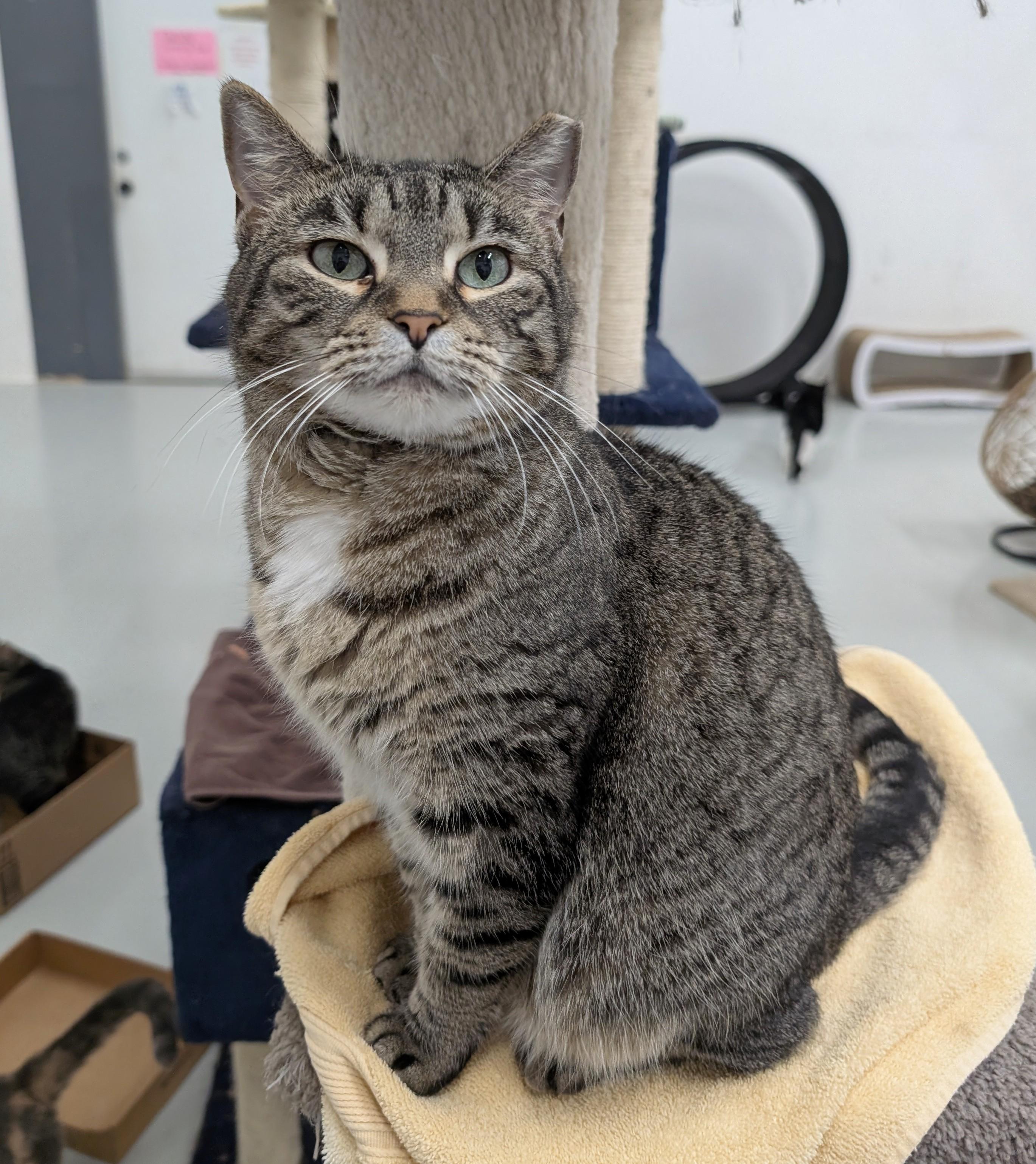 Shalimar, a Adoptable mixed breed in West Palm Beach, FL image 3/6