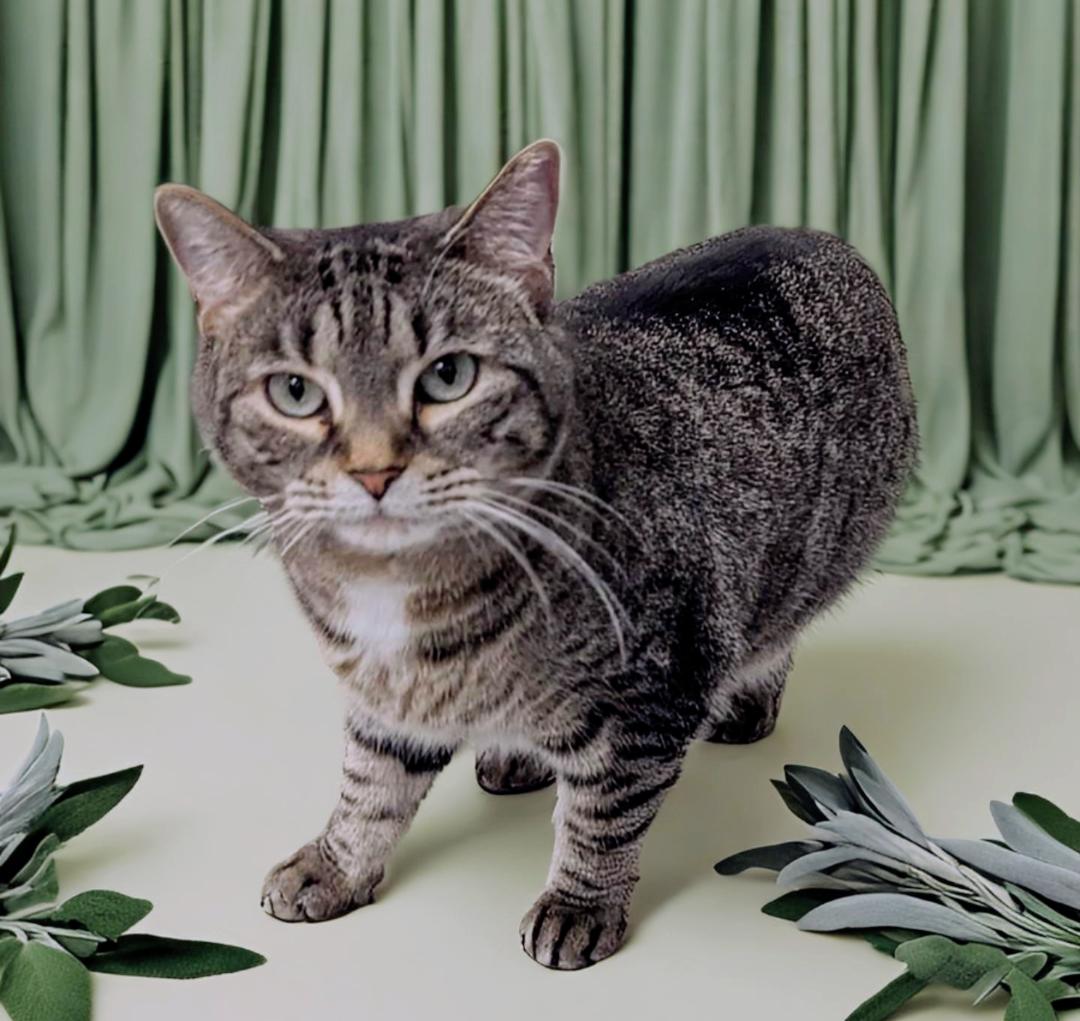 Shalimar, a Adoptable mixed breed in West Palm Beach, FL image 2/6