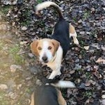 Gracie thumbnail 2
