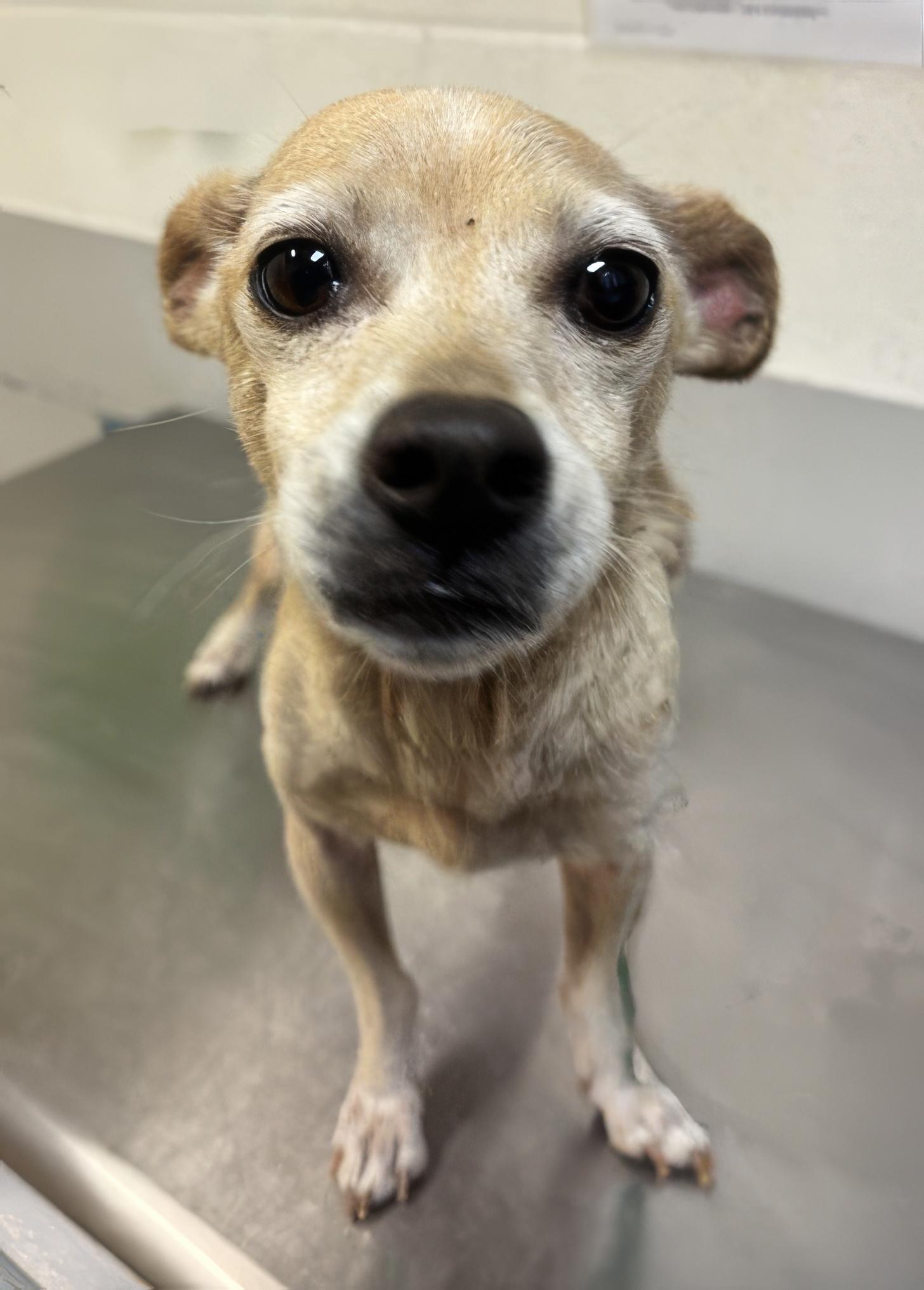 Kewpie, adopted, Adult Male Mixed Breed.