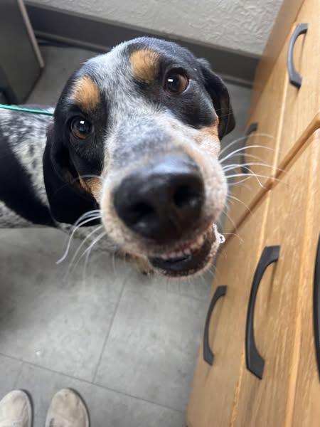 Enlarge Copper, a Adopted Bluetick Coonhound in McPherson, KS image 1/4