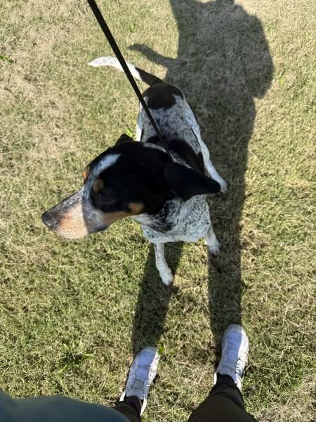Enlarge Copper, a Adopted Bluetick Coonhound in McPherson, KS image 2/4