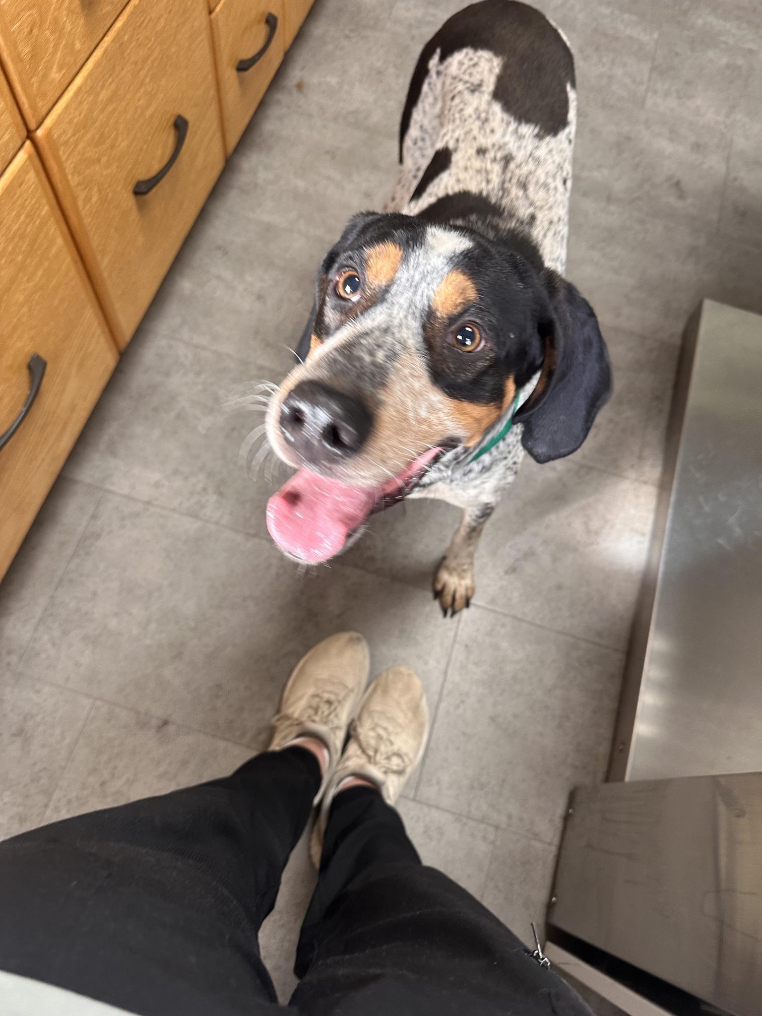 Enlarge Copper, a Adopted Bluetick Coonhound in McPherson, KS image 3/4