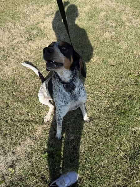 Enlarge Copper, a Adopted Bluetick Coonhound in McPherson, KS image 4/4