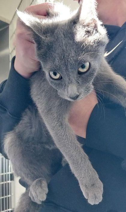 Shock, a Adoptable Domestic Short Hair in Willmar, MN image 1/3