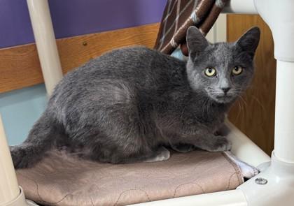 Shock, a Adoptable Domestic Short Hair in Willmar, MN image 2/3