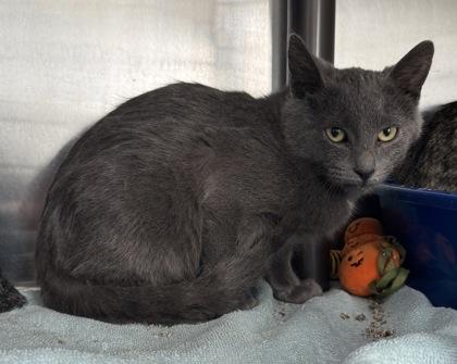 Shock, a Adoptable Domestic Short Hair in Willmar, MN image 3/3