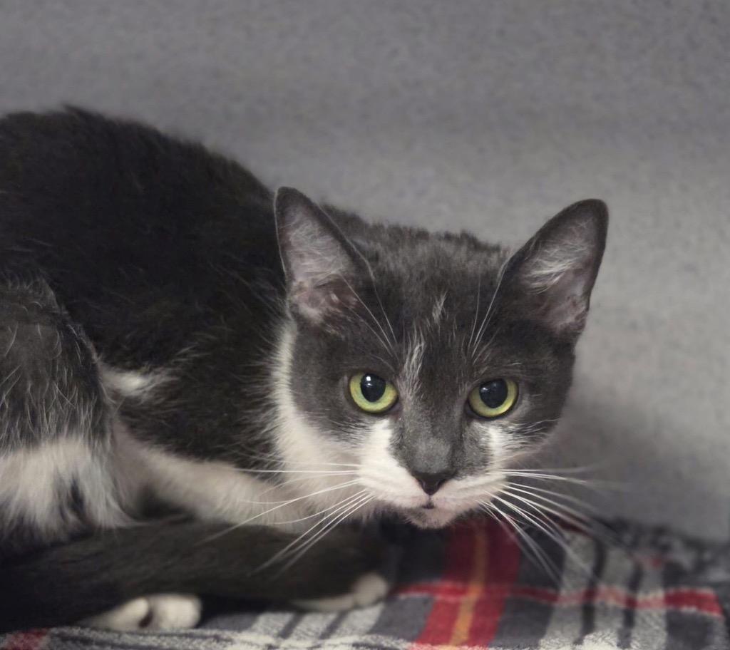 Cashew, Adopted, Adult Female Domestic Short Hair.