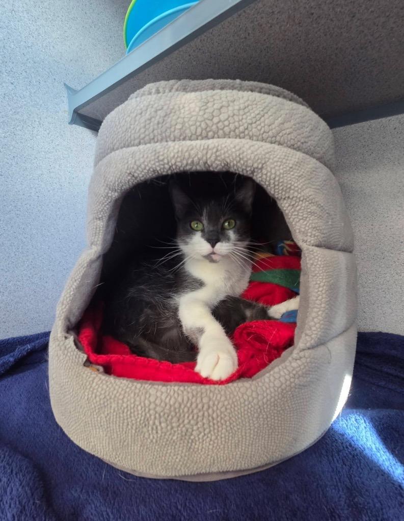 Cashew, a Adopted mixed breed in Liverpool, NY image 2/2