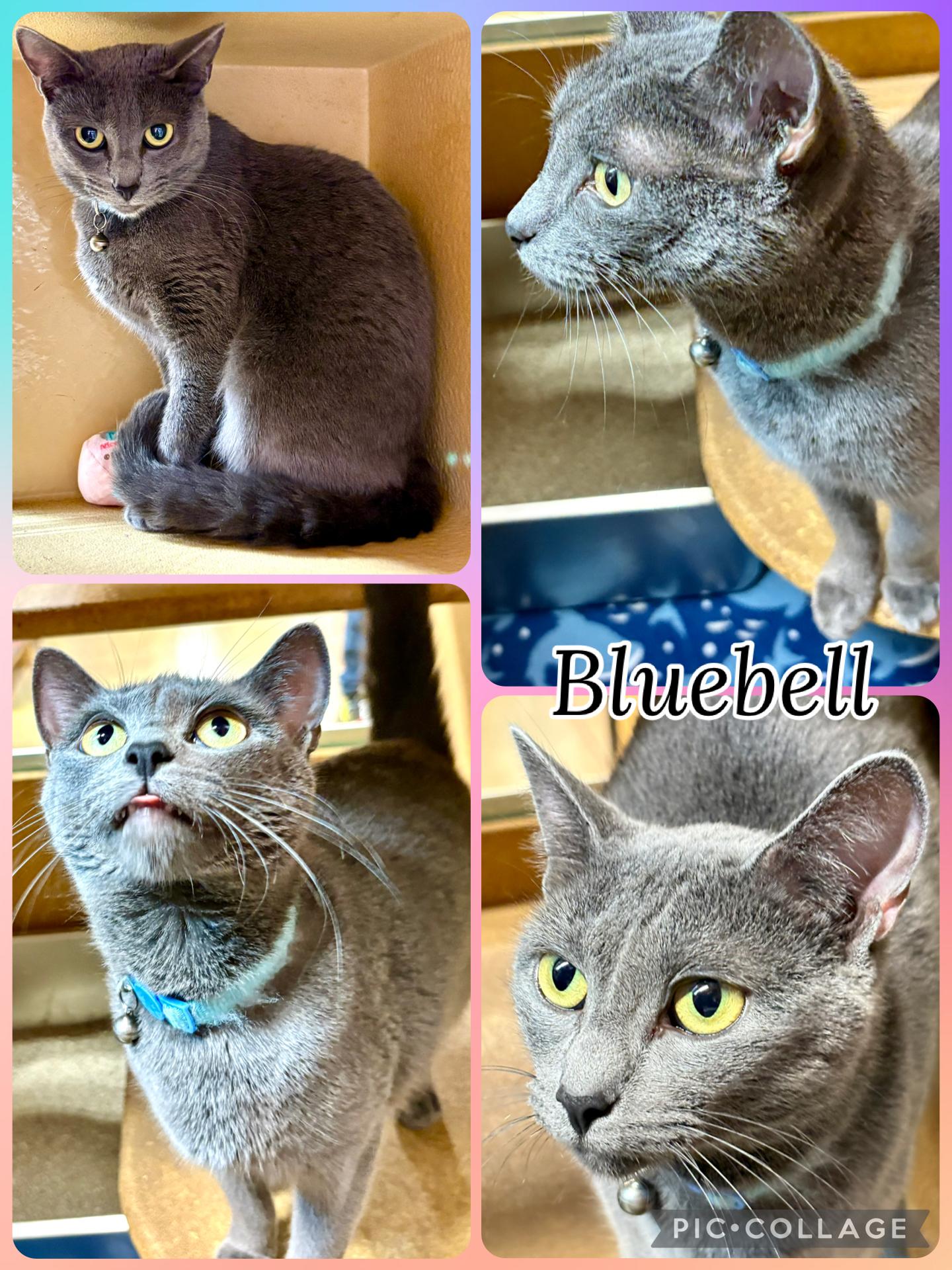 Enlarge BLUEBELL, an adopted Tabby in Lawton, OK image 1/1