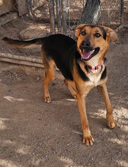 Charlee, Adopted, Adult Female German Shepherd Dog.