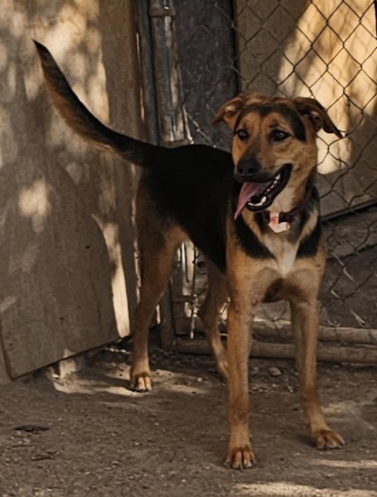 Enlarge Charlee, a Adopted German Shepherd Dog in Midway, UT image 2/3